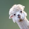lolahumpfree