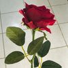 keyr294