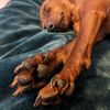 sixtieenpaws