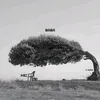 geesiqaran05