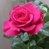 jennis780