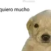 kevdand