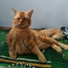 larasputri385