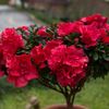 amy031603
