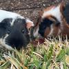 The Guinea Pig Diaries