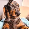 winstondadachshund