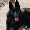 germanshepherd98