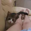 motherscats