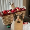 marvelouscats2