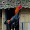 KANDANG JARWO FARM