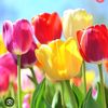 manishgelal545