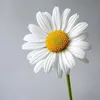 margheriita6