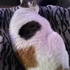 instinct1htqzfif