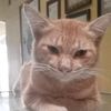 catlover65.com