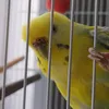 vikrr_1200