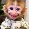 chilotnyott