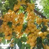 hamadkhan5915
