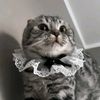 rawrcat23