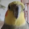 kereneout