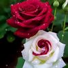 md.bayazid.hossai40
