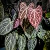 ellplant