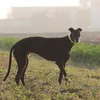 ambradimattia