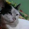 moshie_mushi