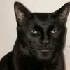 cat.adrian.69