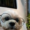 poochiedestroyer