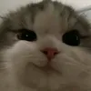 xiao_531