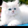 sojib_1526