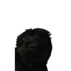 kornelxx1