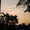pangilkoala