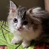 lalabeerose12