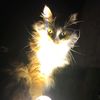 channel_cat1