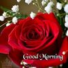 ranashakoor686