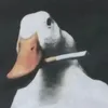 lazifinboi