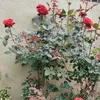 ednamaria8149