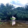 thamarah32