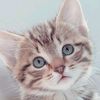 drmariam842
