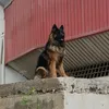 faloteutrera