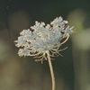 8wildflower