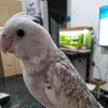 mamaaachulaaa