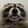 12screaming_raccoons