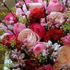 dy48ir81vv9d