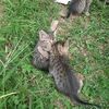 cats.fins.love