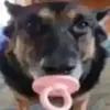 dawg_dog
