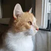 minininfadora