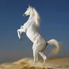 trancanh677