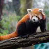 join_the_red_panda_army